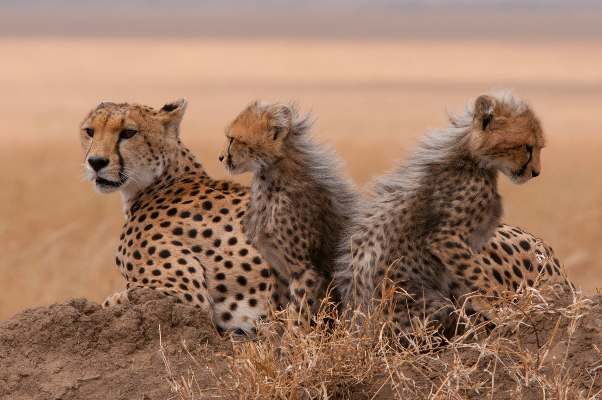 CHEETAH IN THE WILD, AFRICA