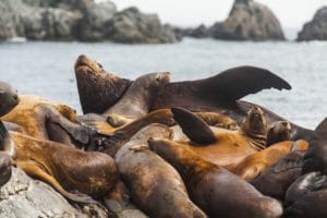 Rookery Steller sea lions. Fauna of Kamchatka Peninsula